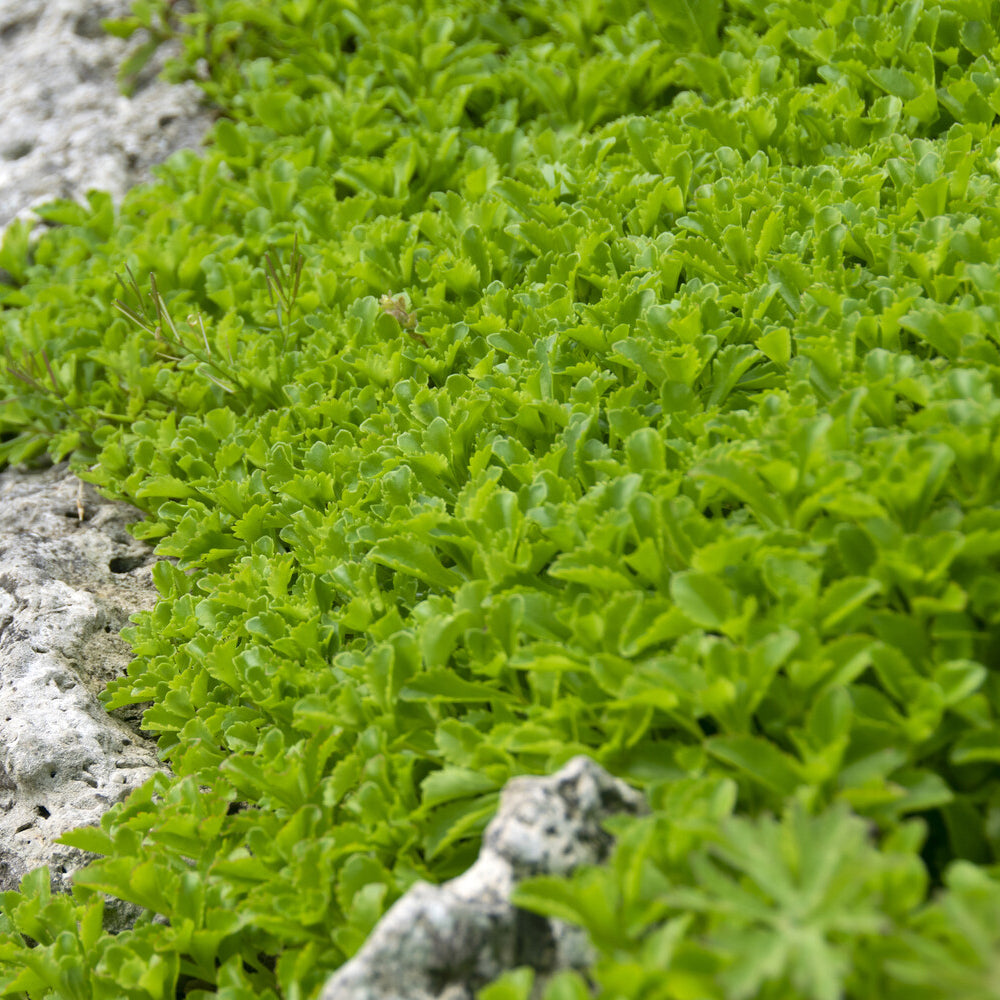 Vetkruid Kamtschaka - Sedum kamtschaticum - Bakker
