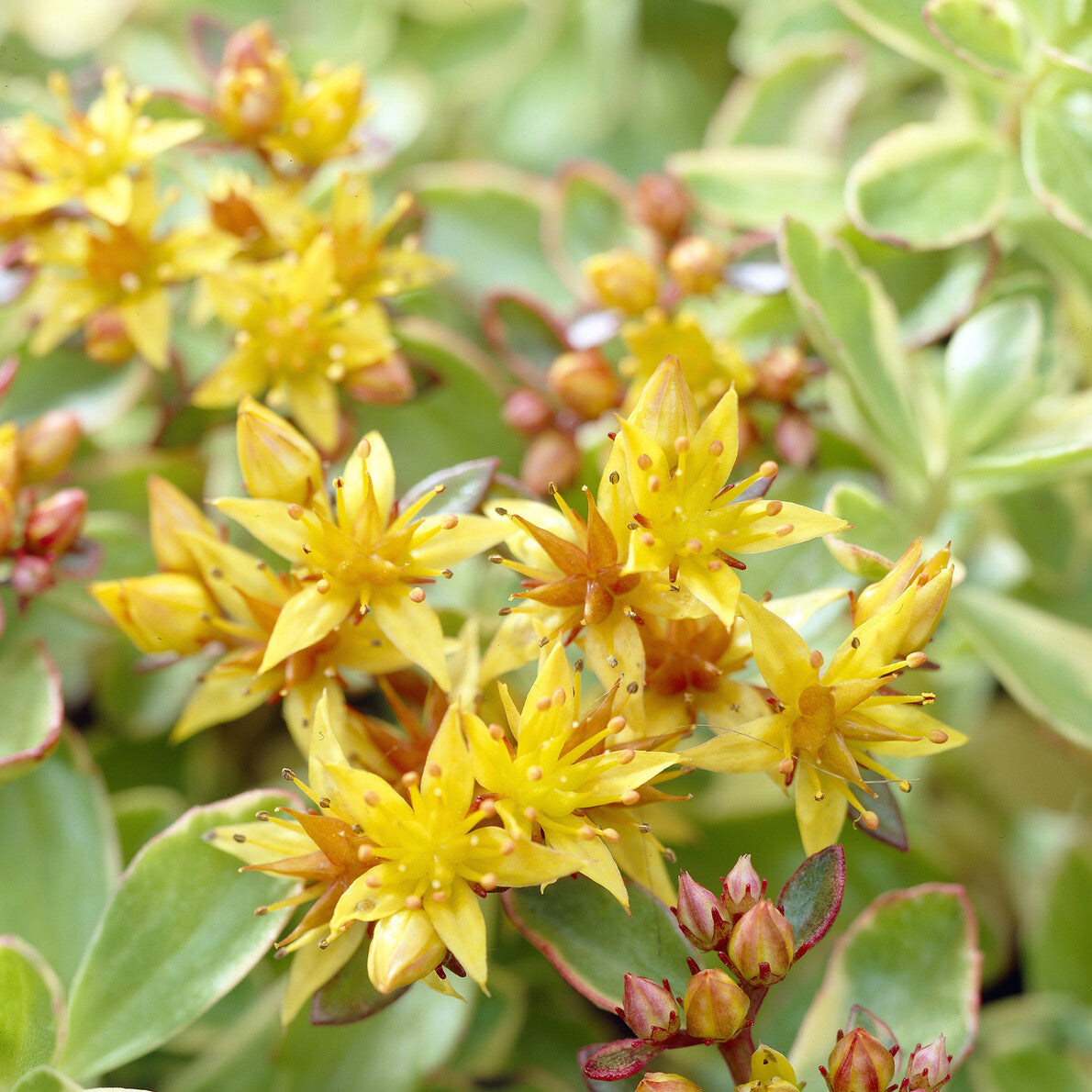 Vetkruid Kamtschaka Variegatum - Sedum kamtschaticum Variegatum - Bakker