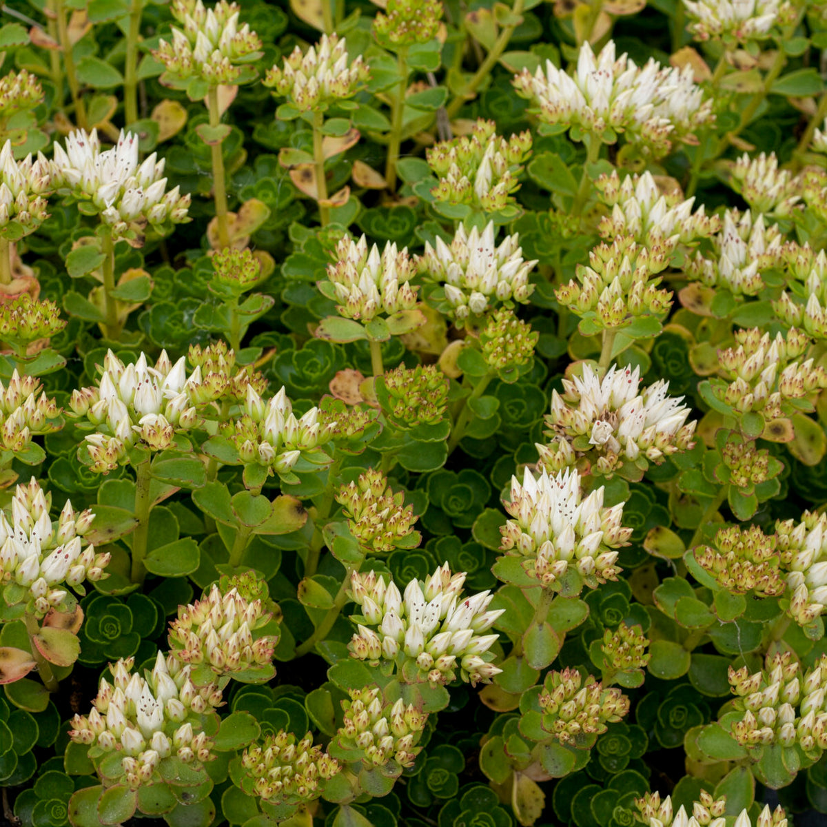 Vetkruid spurium Album Superbum - Sedum spurium album superbum - Bakker