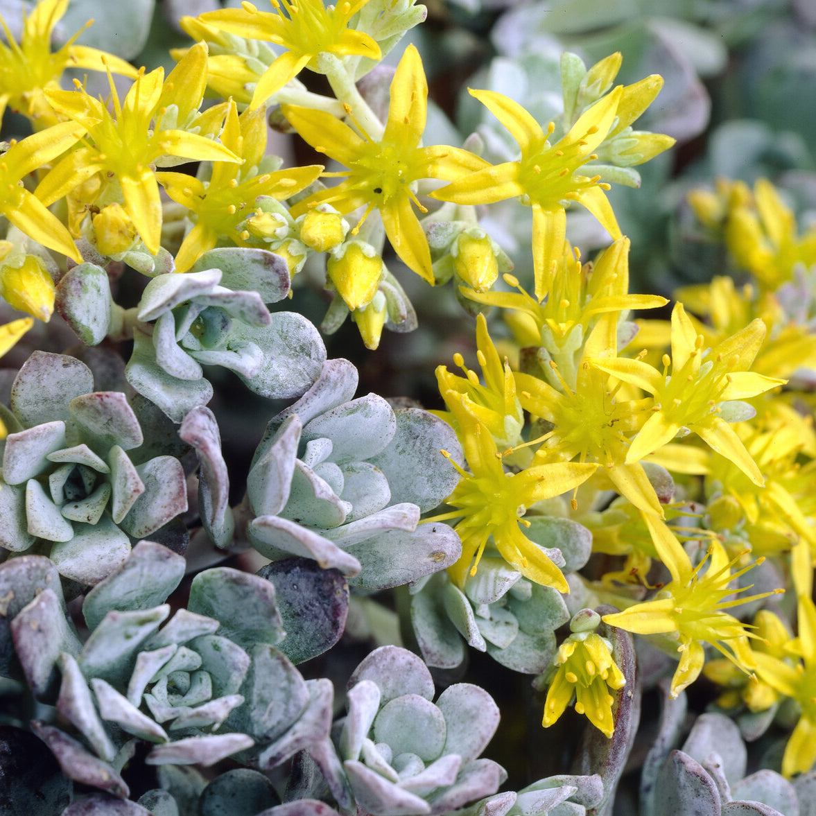Sedum - Vetkruid - Vetkruid spatulé Purpureum - Sedum spathulifolium Purpureum