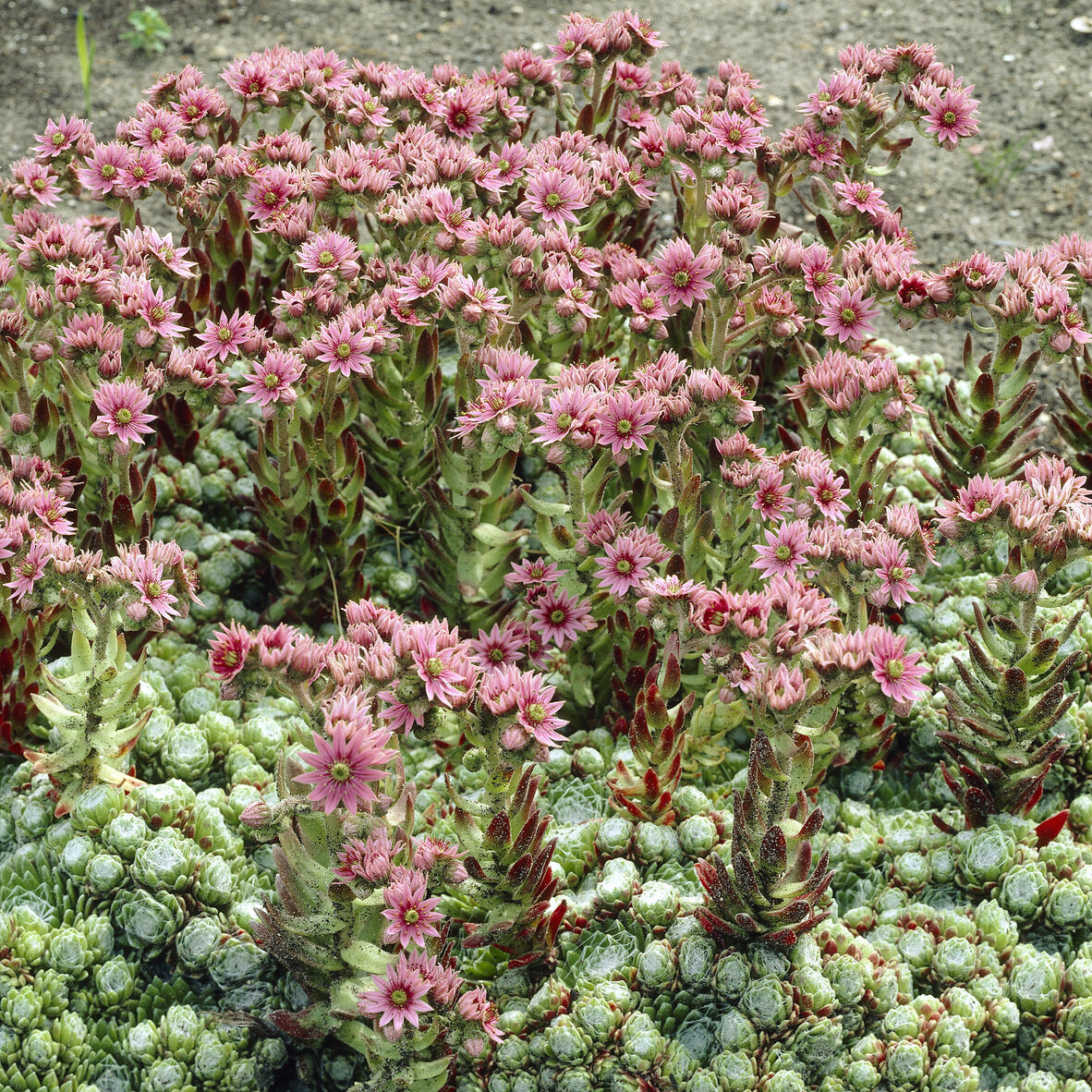 Huislook Sempervivum arachnoideum - Sempervivum arachnoideum - Bakker