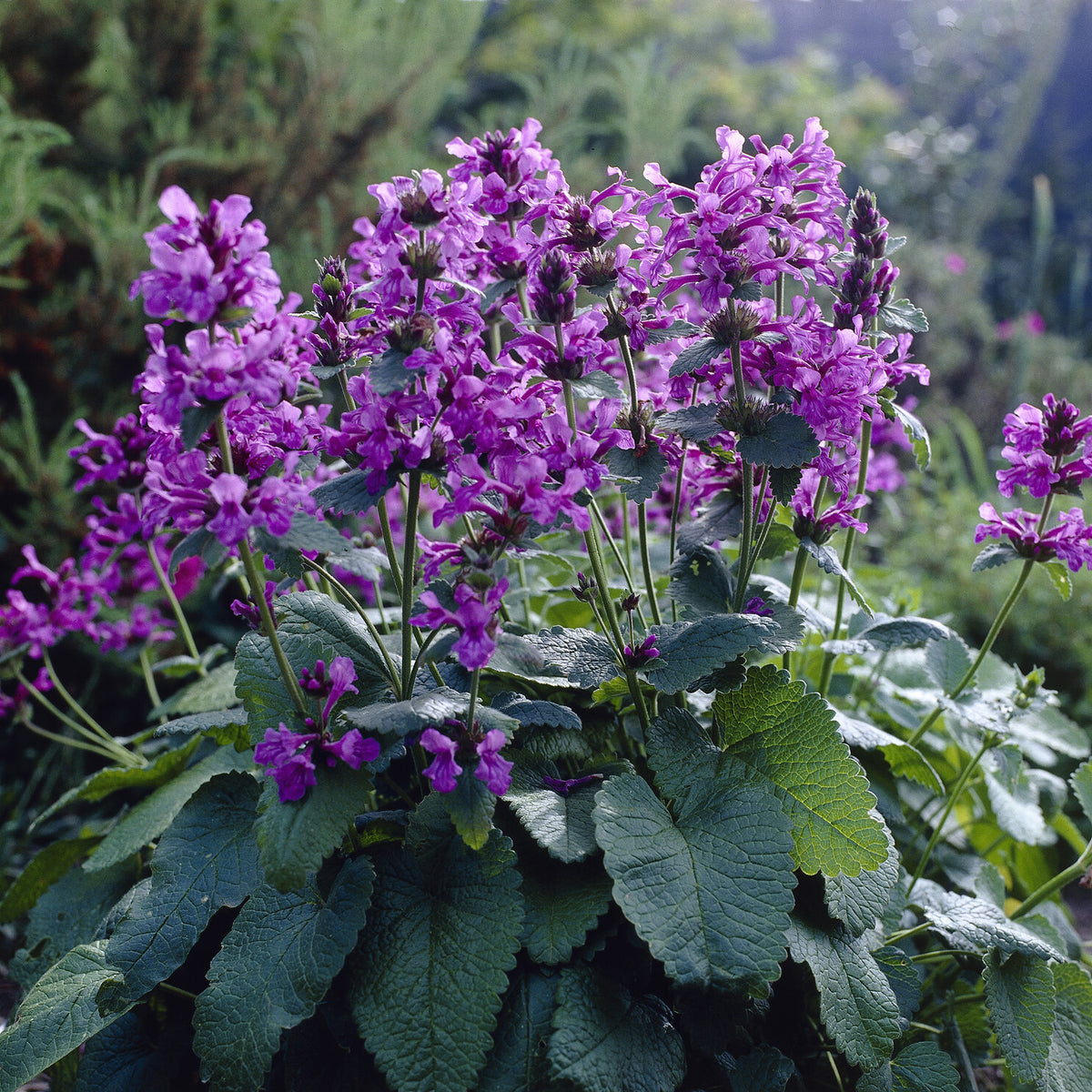 Bloeiende vaste planten - Ezelsoor Superba - Stachys grandiflora Superba