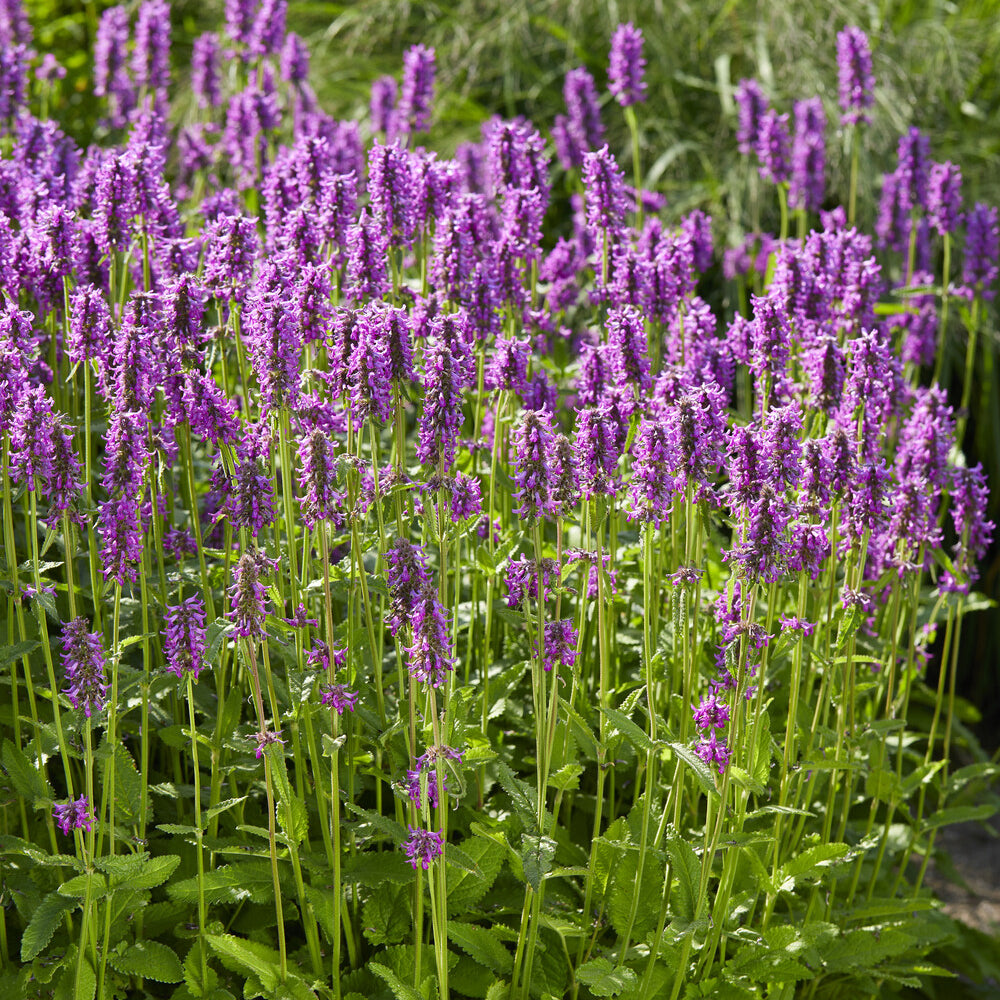 Andoorn Hummelo - Stachys monieri Hummelo - Bakker