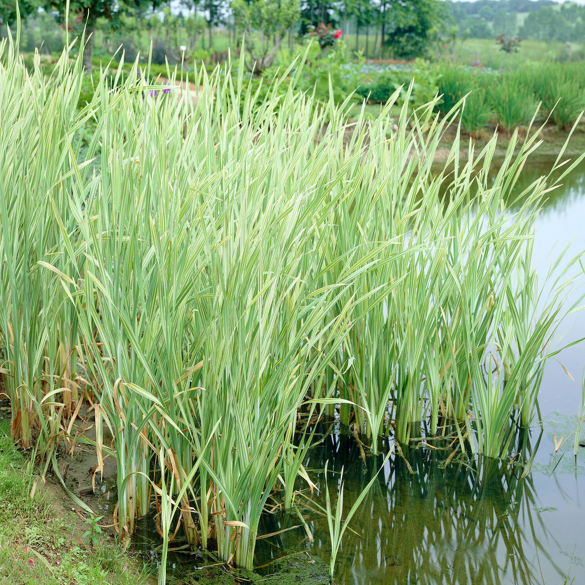Grote bonte lisdodde - Typha latifolia variegata - Bakker