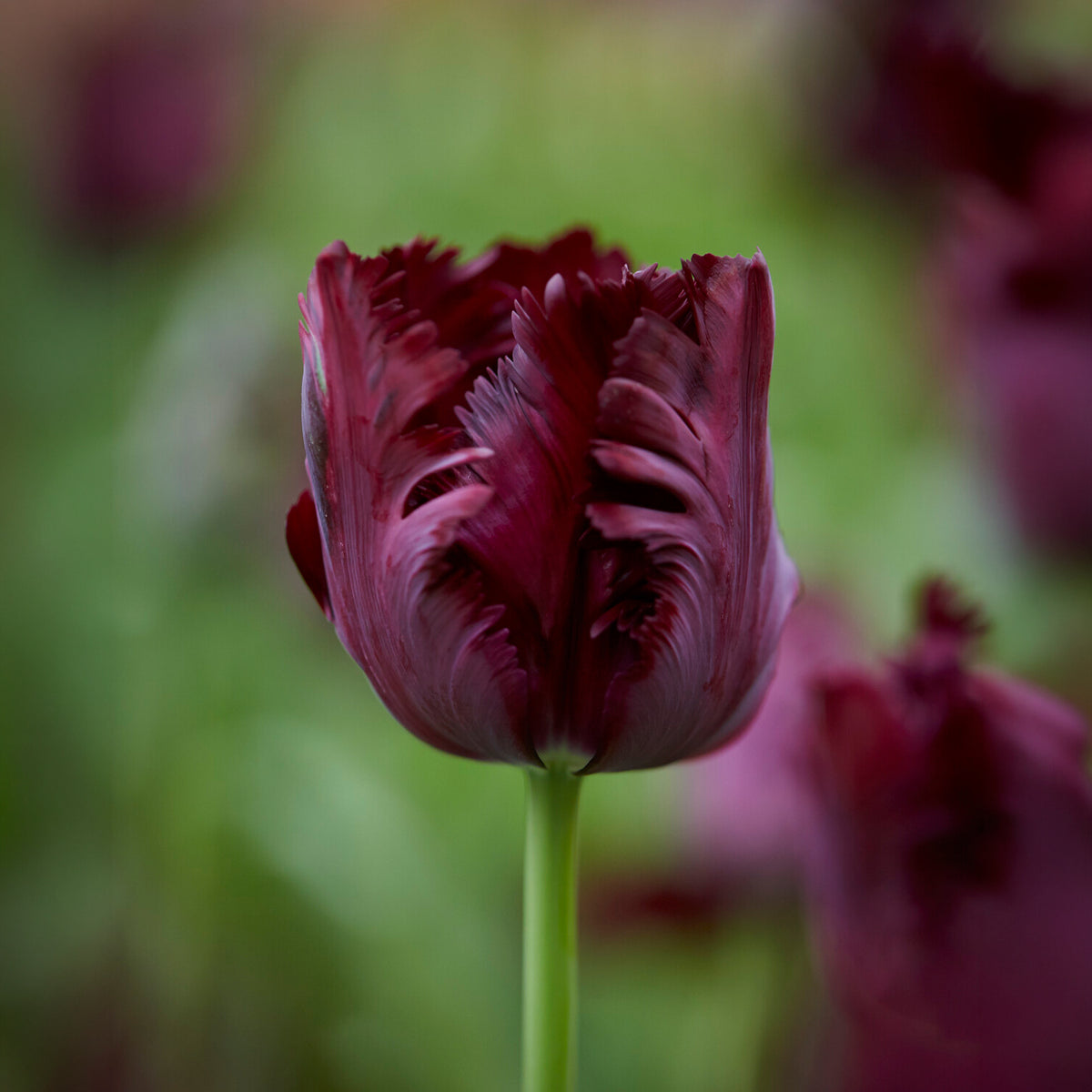 Tulipa Princesse Irene, Black Parrot, Apricot Parrot - Parkiet Tulpen collectie: 'Princes Irene' + 'Black Parrot' + 'Apricot Parrot' (x24) - Tulpen
