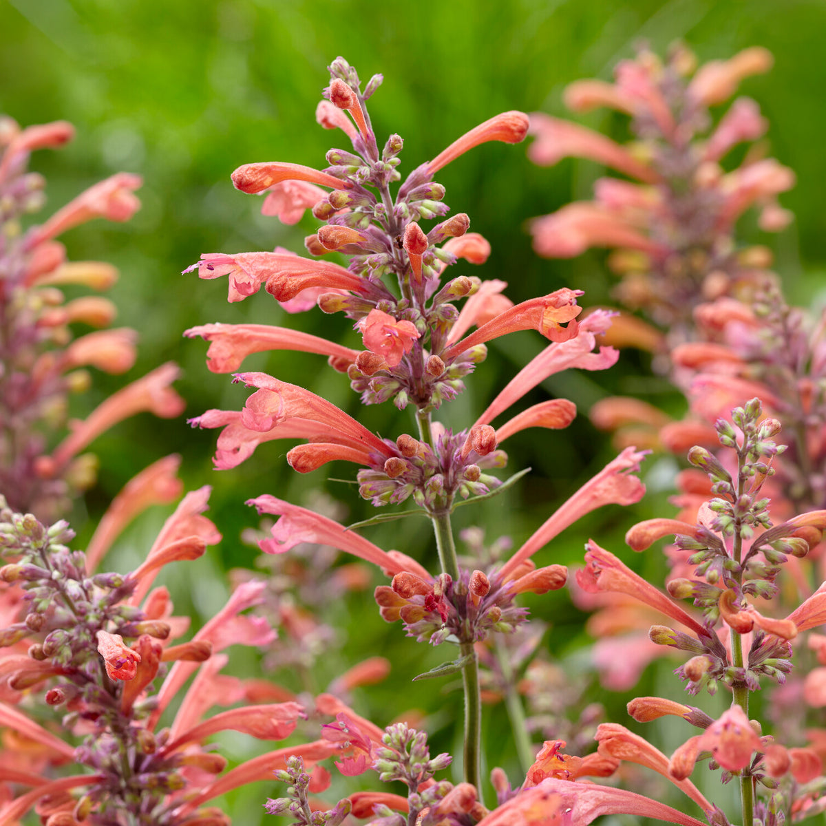 Agastache Kudos Coral - Dropplant Kudos Coral - Agastache