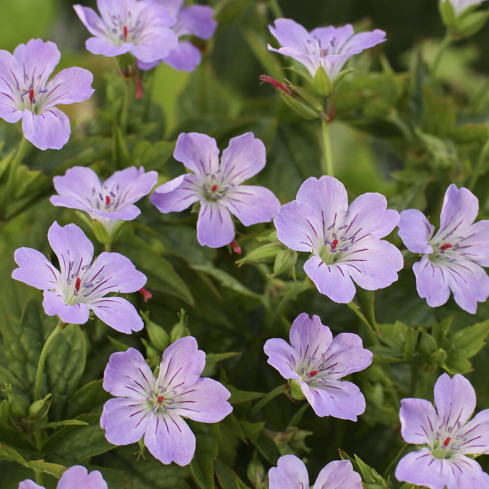Geranium nodosum - Nodosum Ooievaarsbek - Geraniums