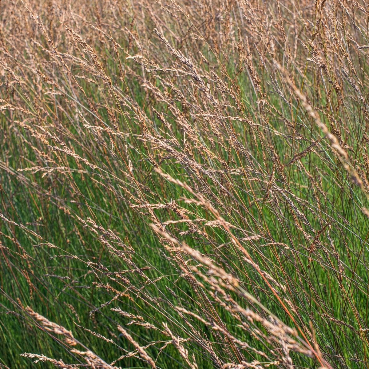 Pijpenstrootje Edith Dudszus - Molinia caerulea Edith Dudszus - Bakker