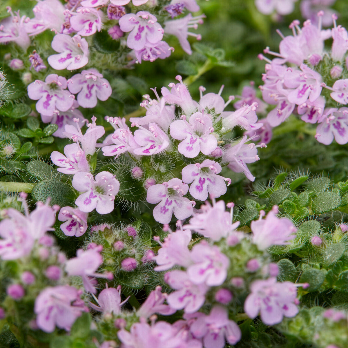 Thymus Elfin - Wilde tijm Elfin - Vaste bodembedekkers