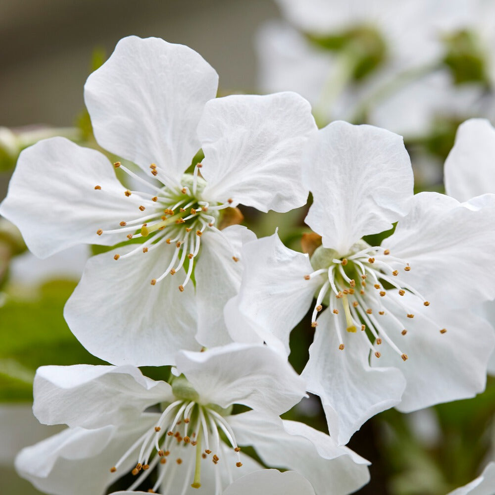 Prunus avium Sunburst - Zoete kers Sunburst - Kersenbomen