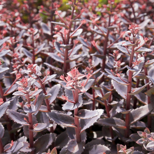 Sedum 'Chocolate Cherry' / Vetkruid - Bakker