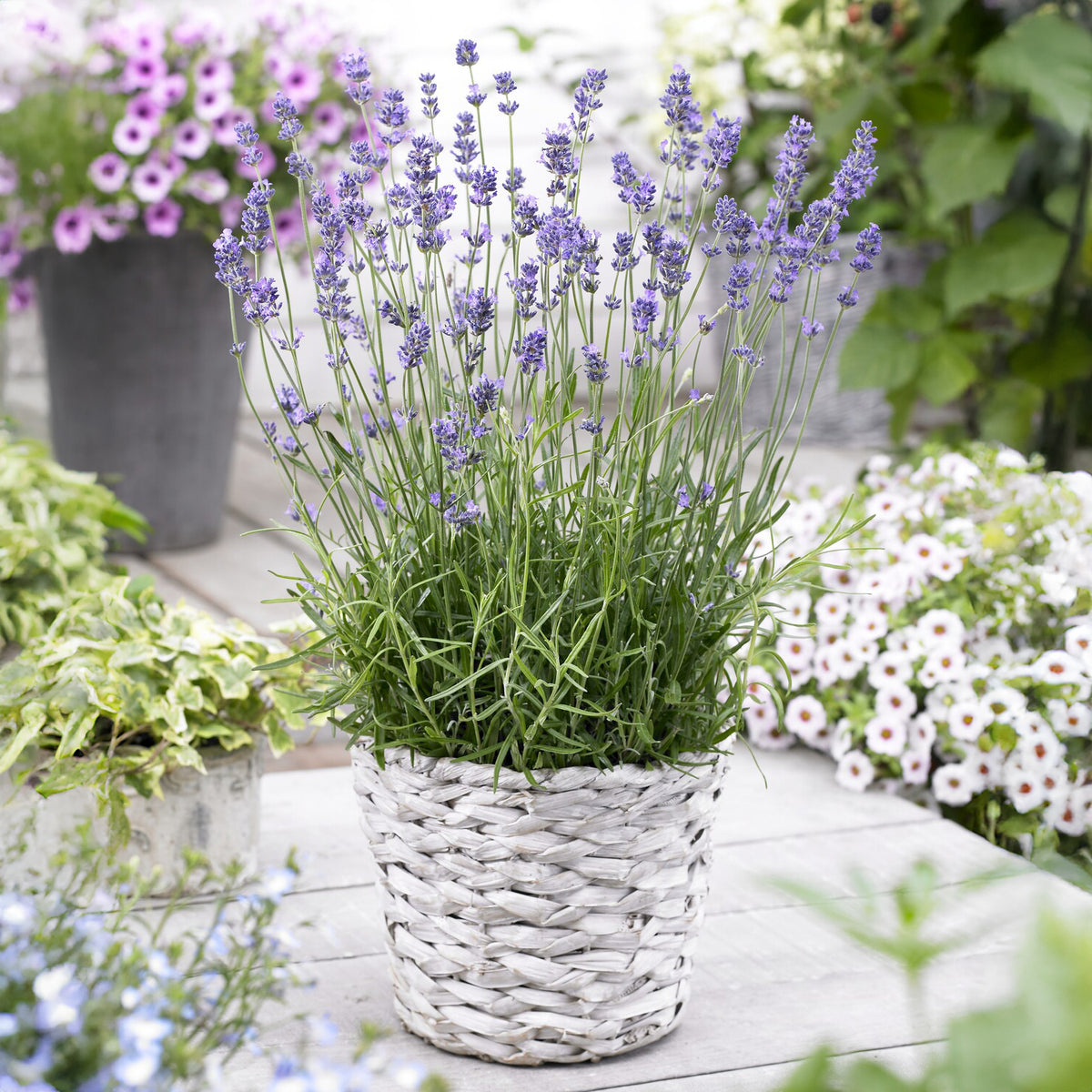 Lavendel 'Munstead' - Bakker
