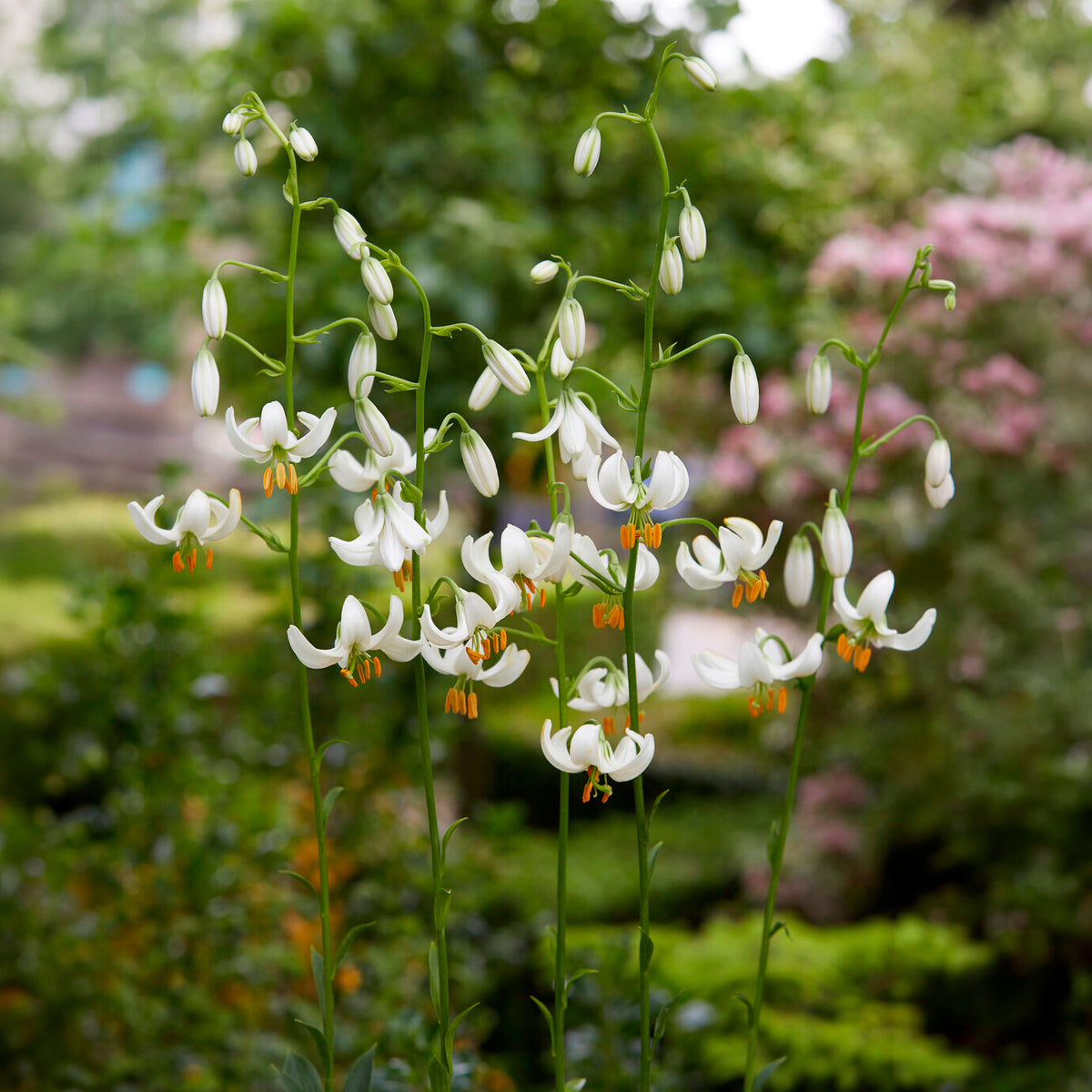 Lilium Snowy Morning - Turkse lelie Snowy Morning - Lelie