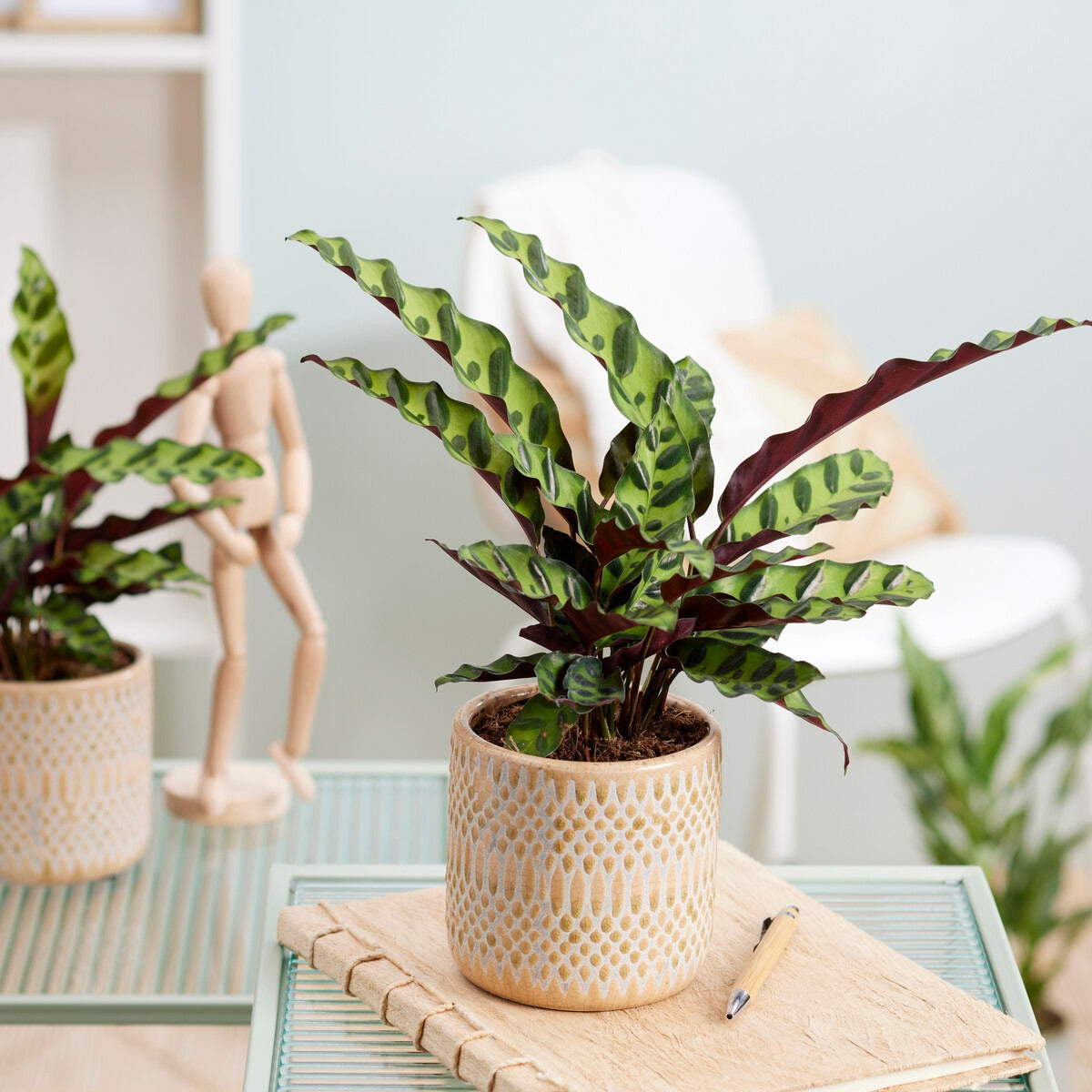 Calathea Insignis