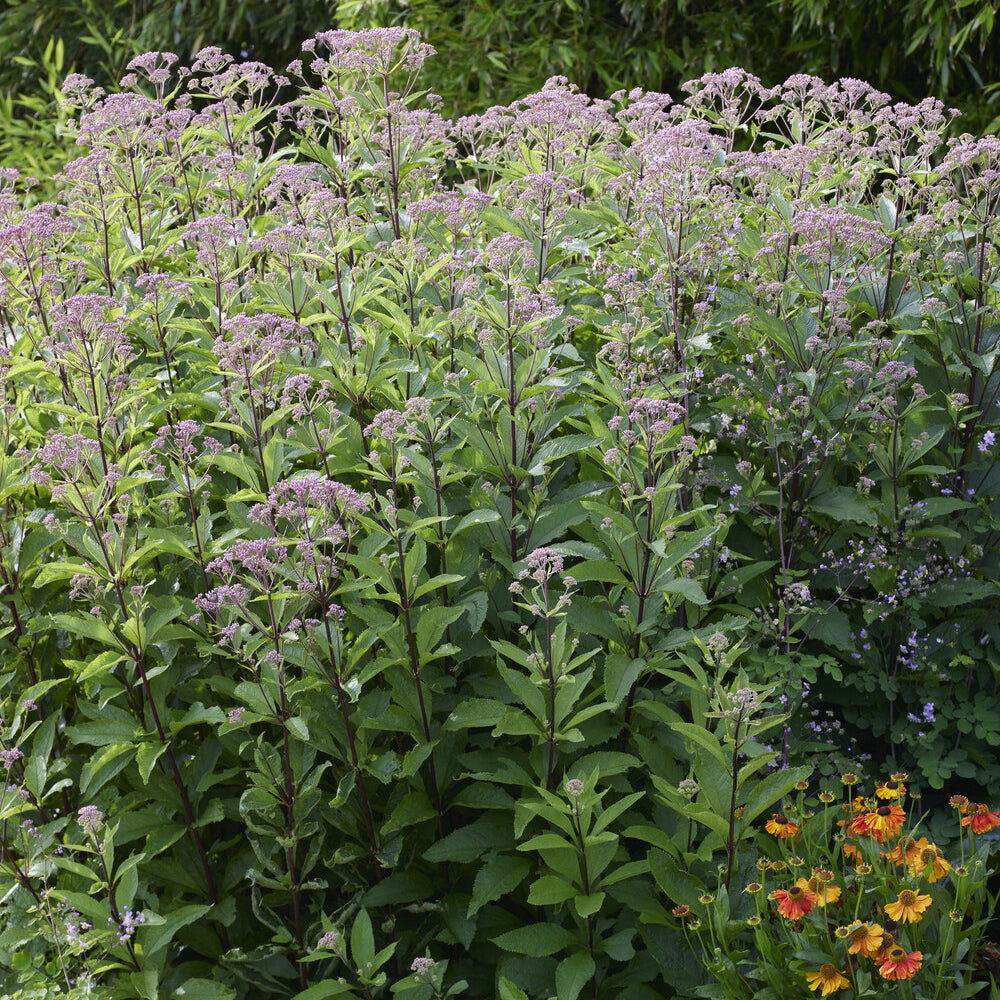 Verkoop Koninginnekruid - Eupatorium cannabinum Plenum