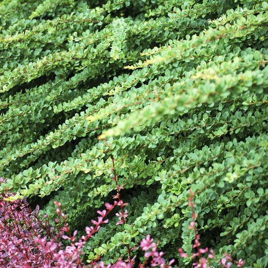 Berberis Green Carpet - Bakker