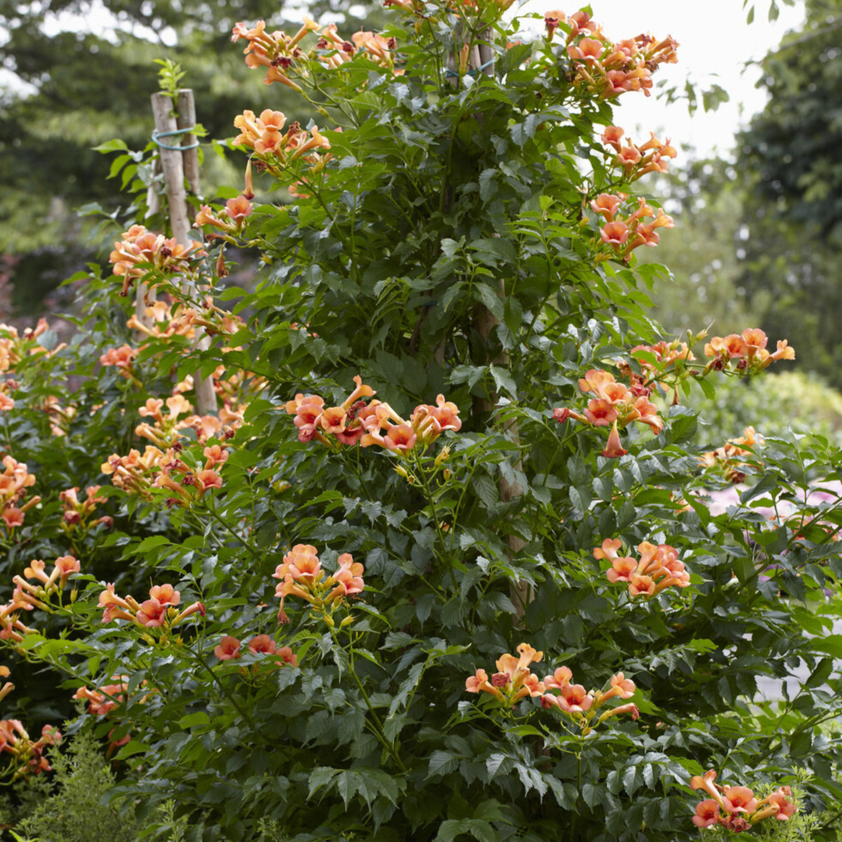 Trompetbloem Indian Summer® - Bakker