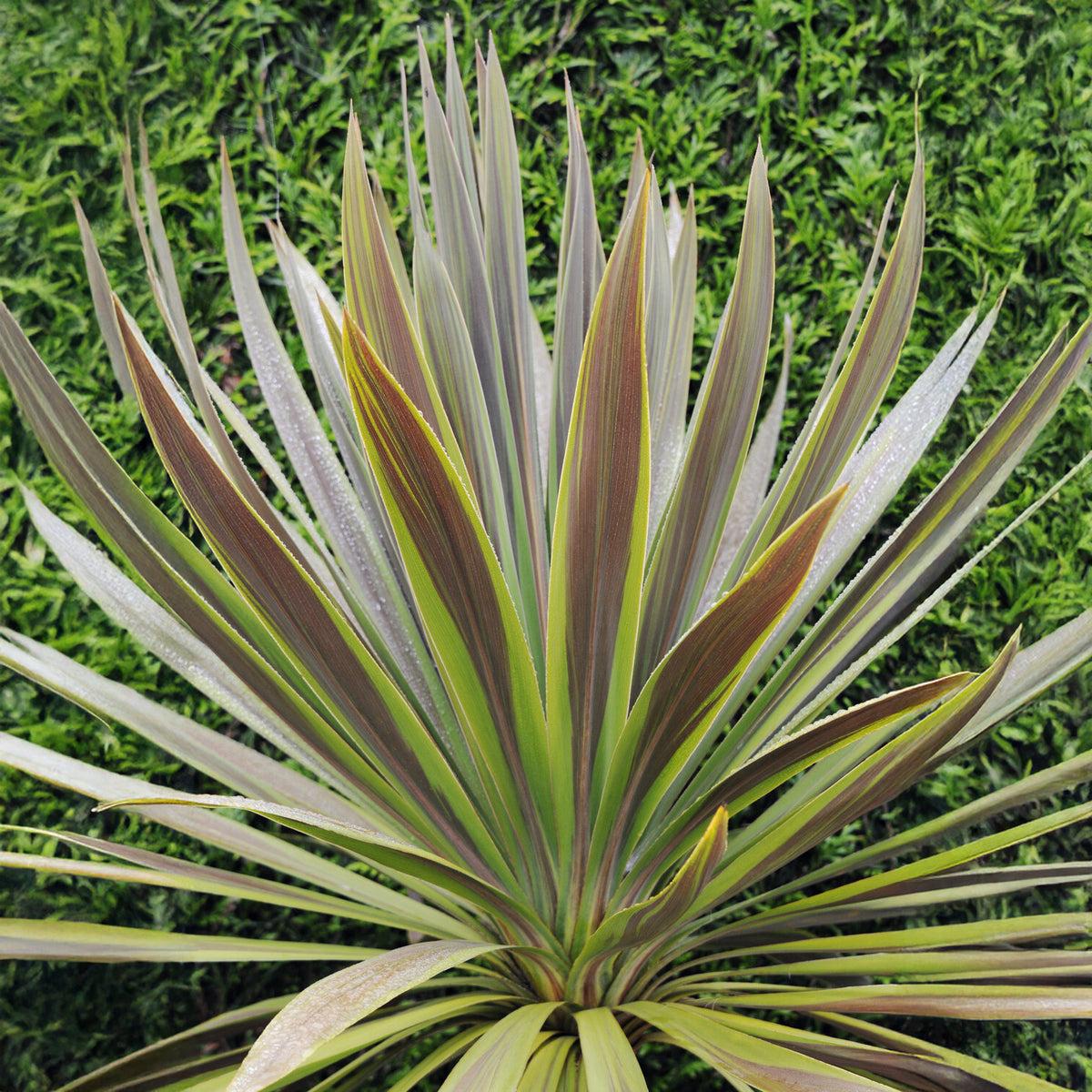 Cordyline australis Choc-Mint® - Australische cordyline Choc-Mint® - Cordyline