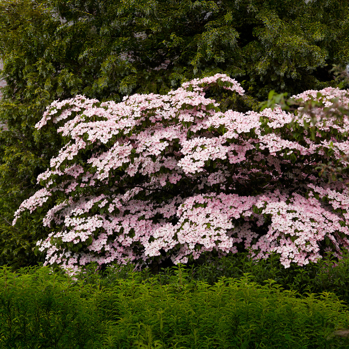 Verkoop Japanse kornoelje Satomi - Cornus kousa Satomi