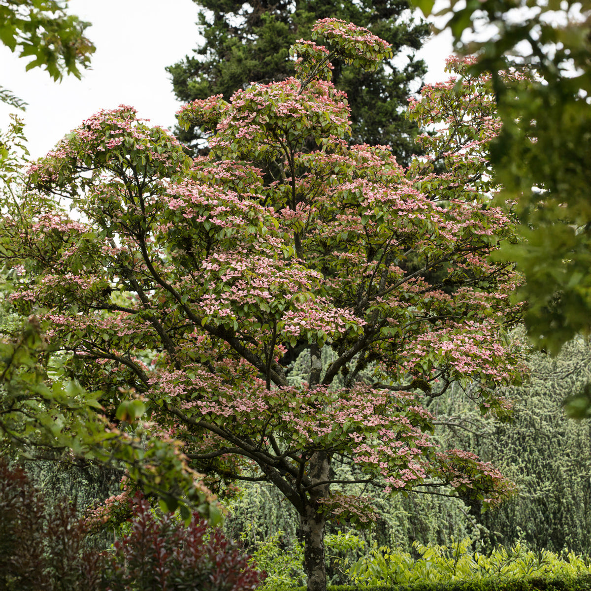 Japanse kornoelje Satomi - Cornus kousa Satomi - Bakker