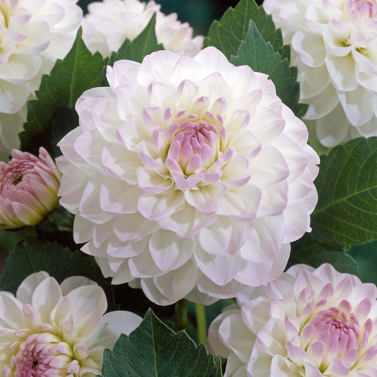 Dahlia Eveline - Dahlia Ball Evelyne - Bakker