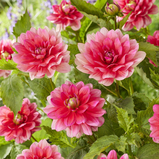 Dwerg decoratieve dahlia Berliner Kleene - Bakker