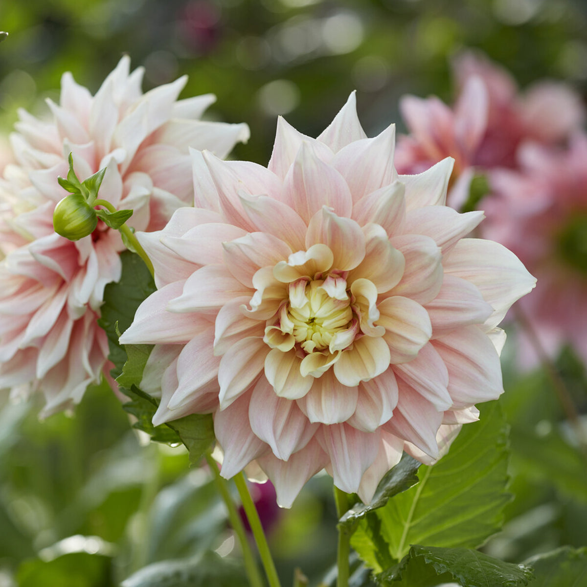 Dahlia Break Out - Decoratieve dahlia Break Out - Dahlia