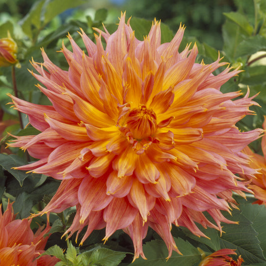 Decoratieve dahlia Omega - Bakker