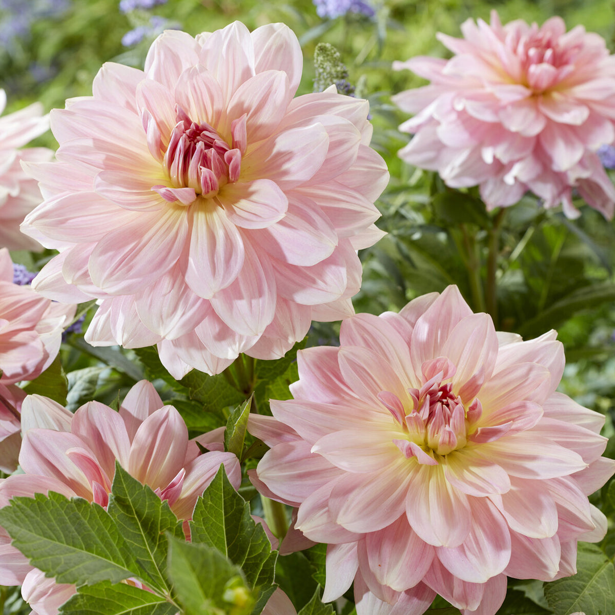 Reuzendahlia Fairway Pilot - Bakker