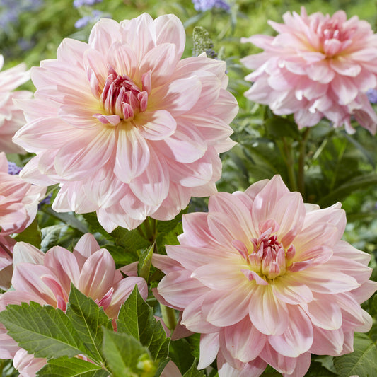 Reuzendahlia Fairway Pilot - Bakker