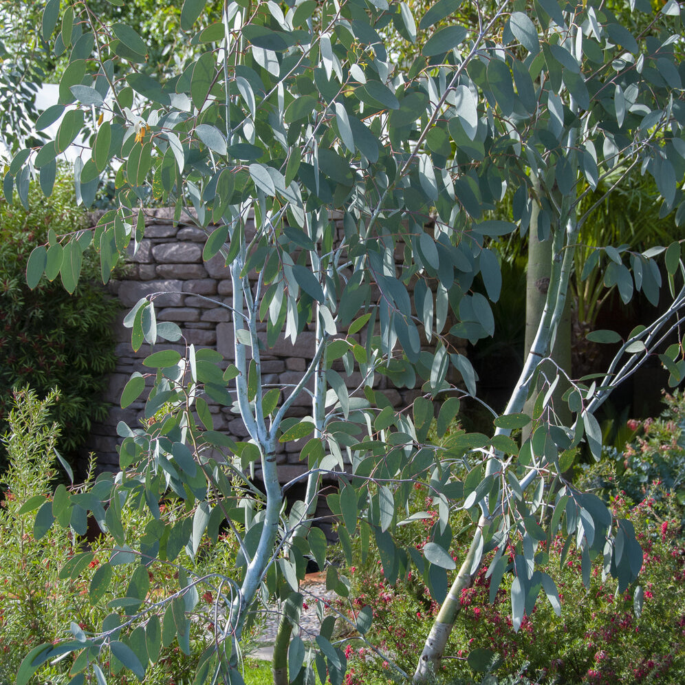 Eucalyptus Silver Dollar - Eucalyptus cinerea Silver Dollar 15 zaden | Hobbytuin Puurnatuur Zaden