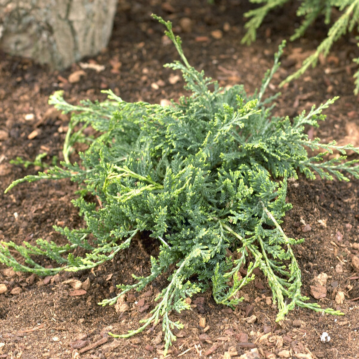 Kruipjeneverbes Wiltonii - Juniperus horizontalis Wiltonii - Bakker