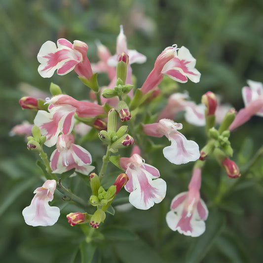 Struiksalie Belle de Loire® Barsabel - Bakker