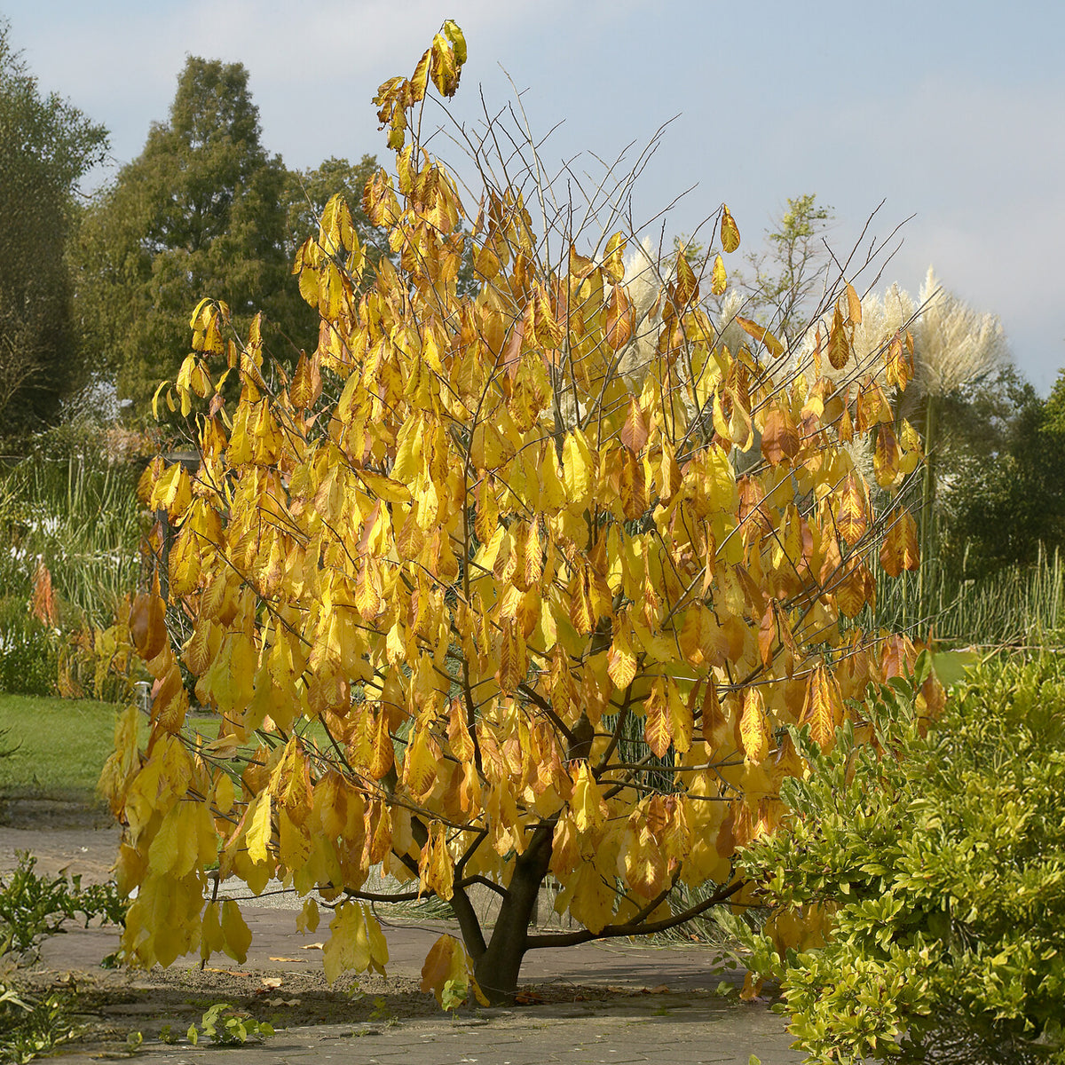 Asimina triloba - Asimina triloba - Bakker