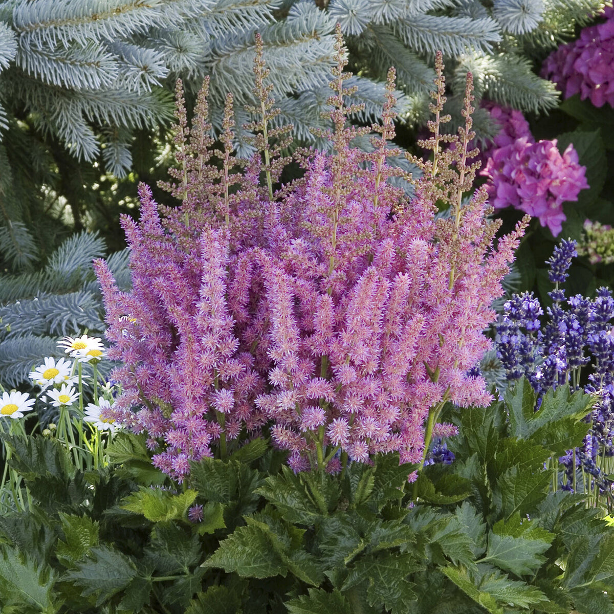 Astilbe chinensis Little Vision in Purple ® - Astilbe Little Visions in Purple® - Astilbe - Pluimspirea