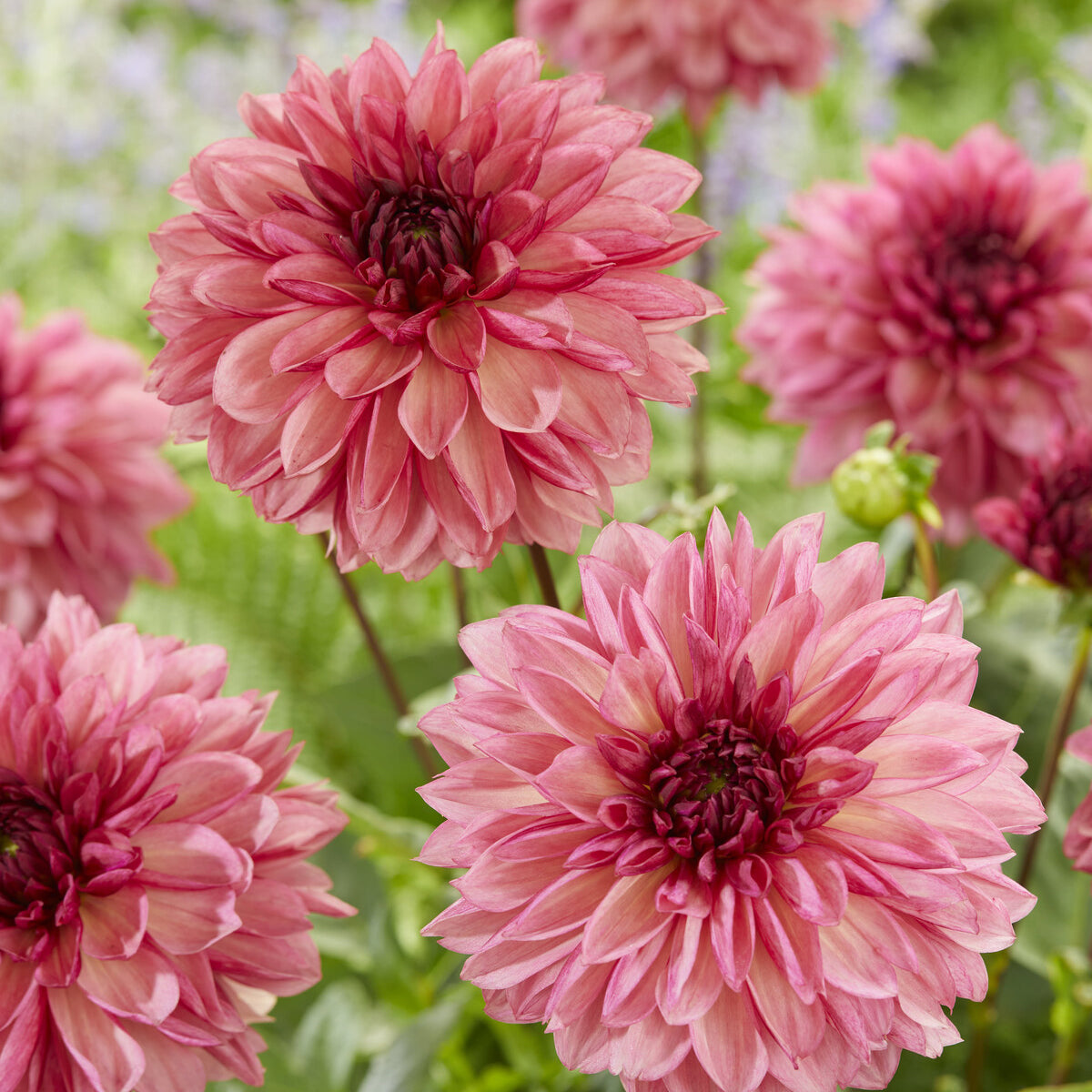 Dahlia - Decoratieve dahlia ’Baccardi' (x3) - Dahlia Bacardi