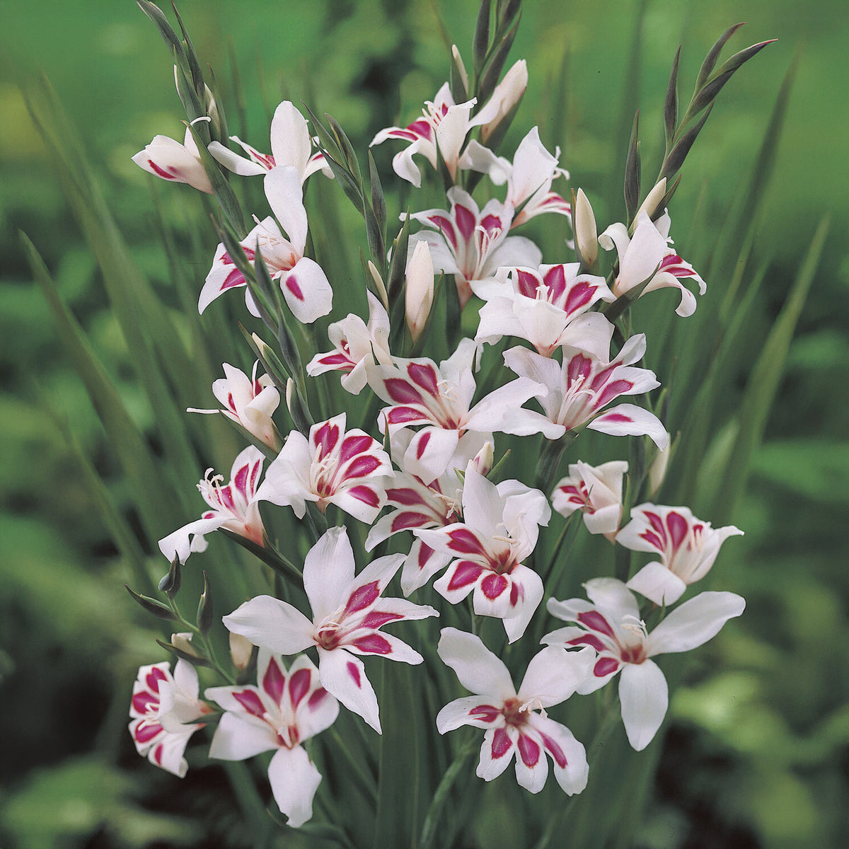 Gladiolus nanus Prins Claus (x15) - Gladiolus nanus Prins Claus - Bakker