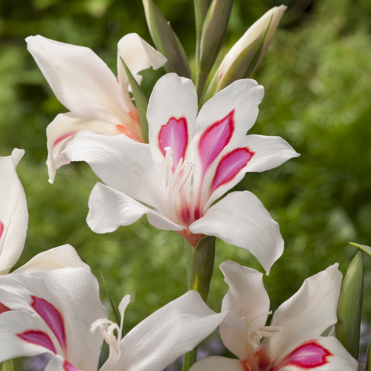 Gladiolus nanus Prins Claus (x15) - Bakker