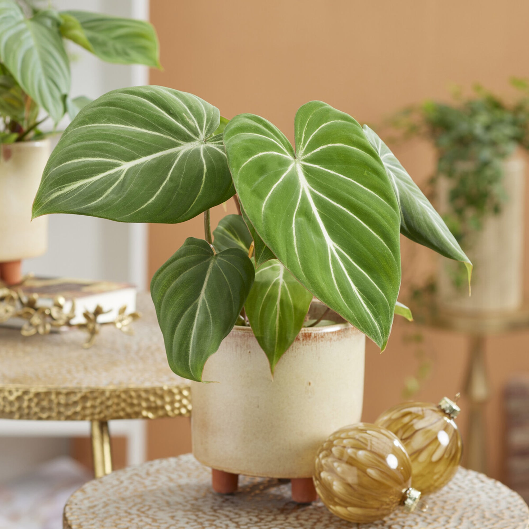 philodendron gloriosum nl Philodendron Gloriosum - Philodendron Gloriosum