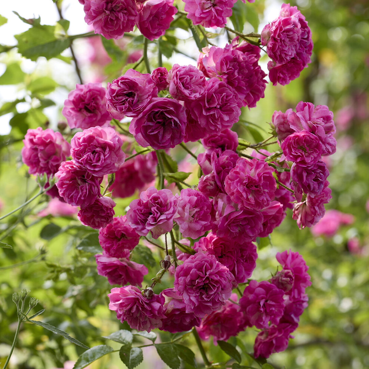 Klimroos Super Excelsa® - Bakker