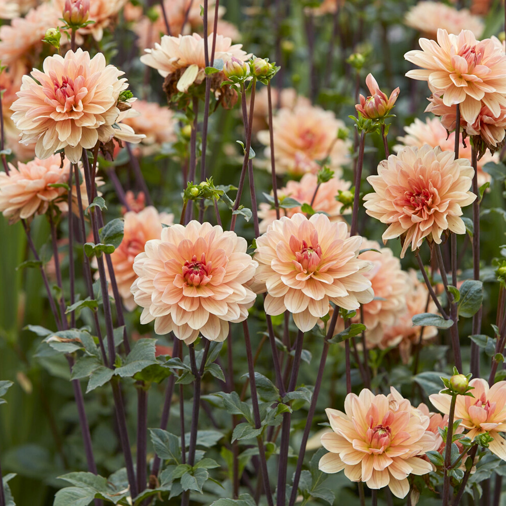 Dahlia Apricot Desire - Dahlia Apricot Desire - Bakker