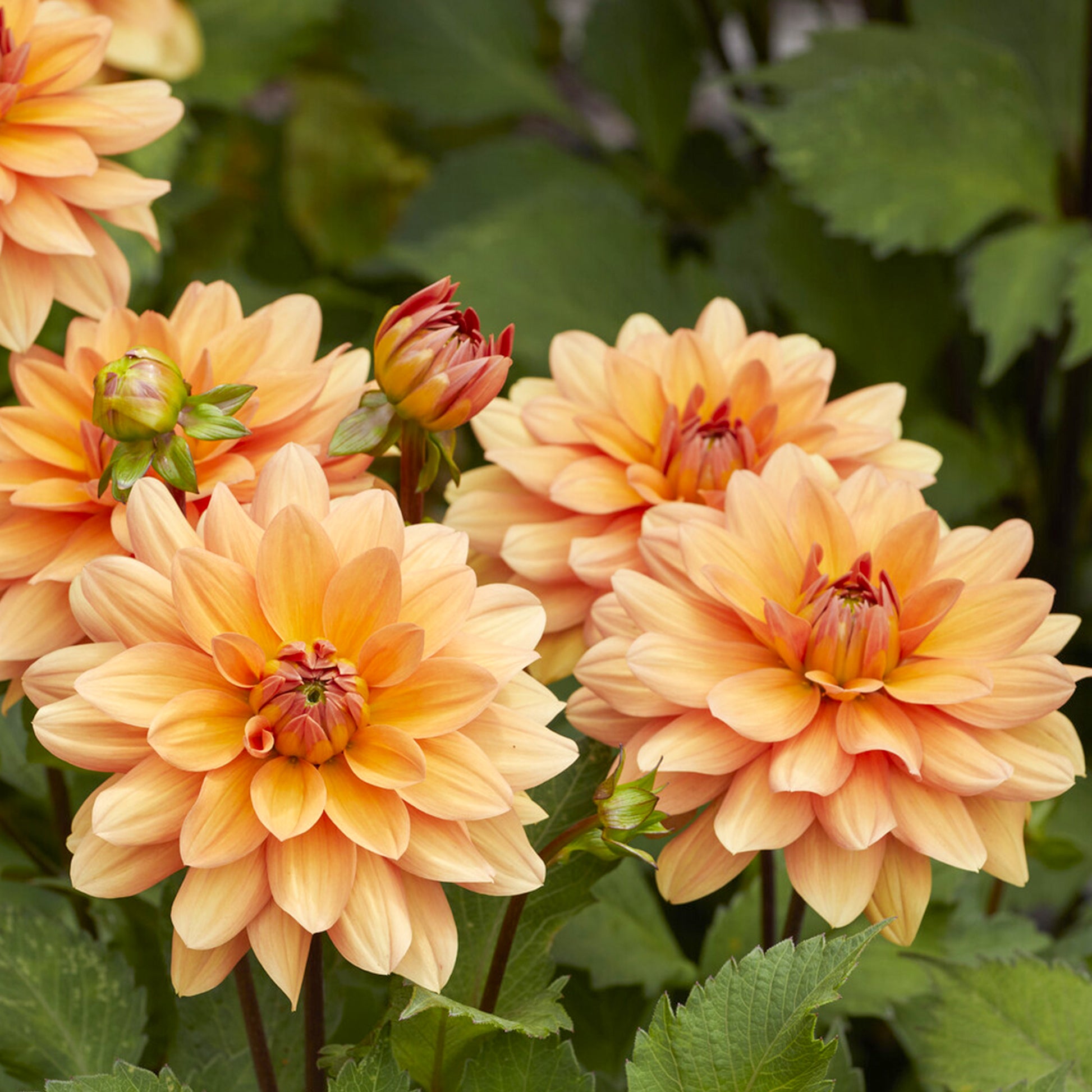Dahlia Yelno Harmony - Dahlia Yelno Harmony - Bakker