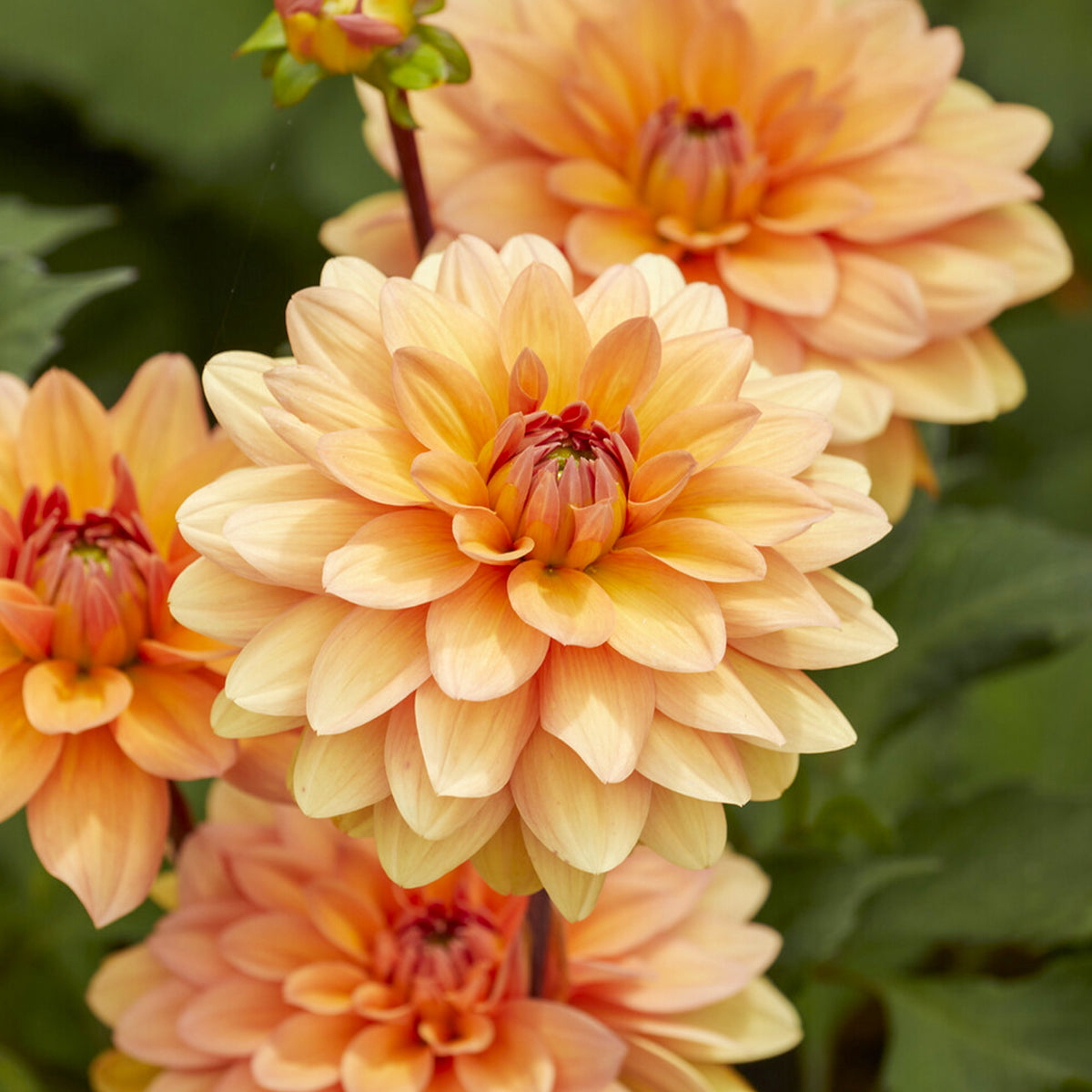 Dahlia Yelno Harmony - Bakker