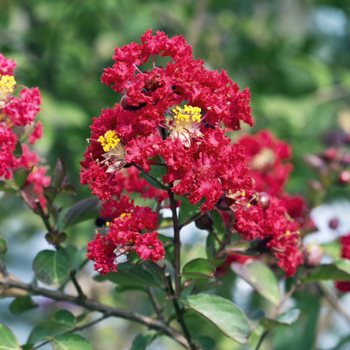 Lagerstroemia indica Red Rocket - Indische sering Red Rocket - Indische sering