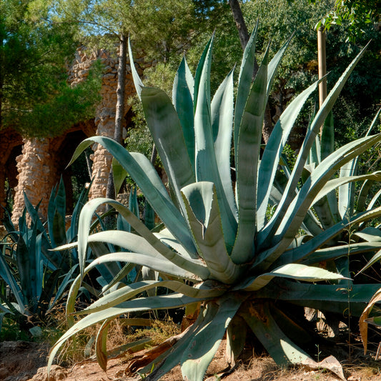 Agave Americana / Eeuwplant - Bakker
