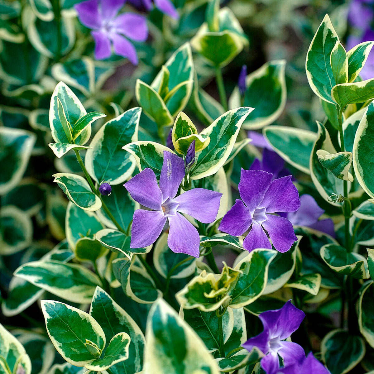 Vinca major Variegata - Grote maagdenpalm Variegata - Vinca