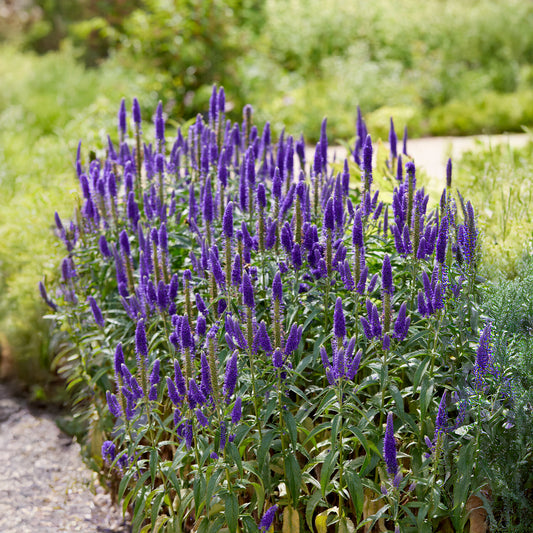 Aarereprijs Royal Candles - Bakker