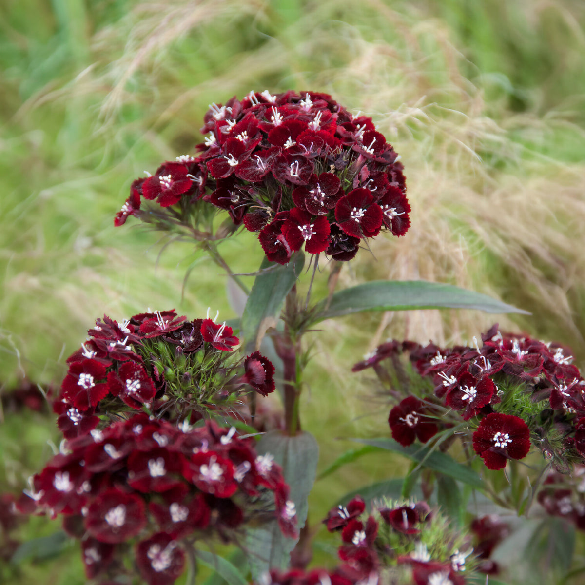 Dianthus barbatus Sooty - Duizendschoon Sooty - Bloemenzaden