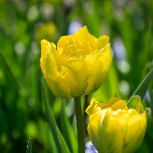 Dubbele vroege tulp Marie Jo - Bakker