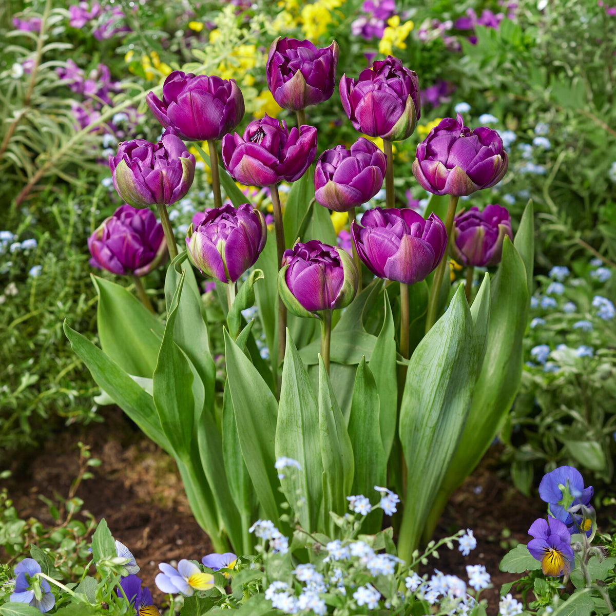 Tulp Negrita - Tulipa Negrita - Bakker